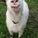 Belele emote