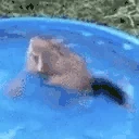 duckSpin emote
