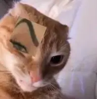 gato_ceja_edited2 emote
