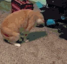 catFlip emote