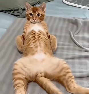cat emote