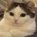 bukhtelka emote