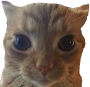 IHaveHiredThisCatToStareAtYou emote