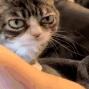 AlrightAsk emote