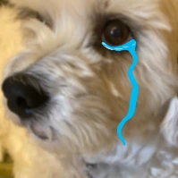 Dog_cry emote