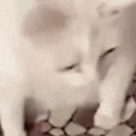 Cate_puke emote