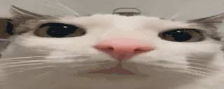 MyPlinkestReaction emote