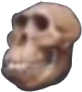 skull_monke emote