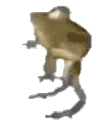 CaminoSS emote