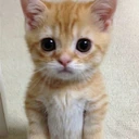 catStare emote