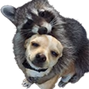 huggies emote