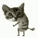 catJAM emote