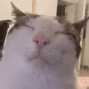 plinkVibe emote