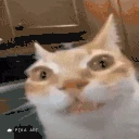 ErmSquish emote