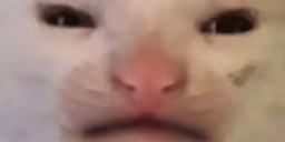 nohiii emote
