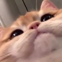 mrow emote