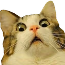 catscared2 emote