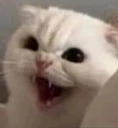 catexcited emote