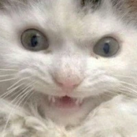 Excited_Cat emote