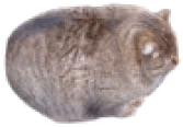 FatCat emote