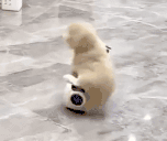 kittywheelie animated emote