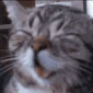CE_hehe emote