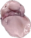 blobfish_bean emote
