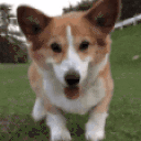 Yump animated emote