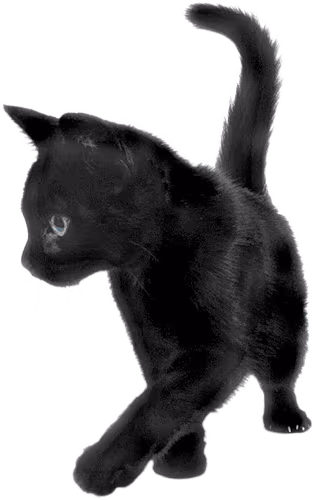 BlackCat emote