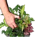 PlantsGrab emote