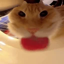 catDrink emote