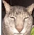 1230 emote