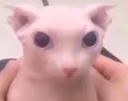 bingusStare emote