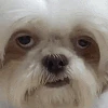 emote emoji