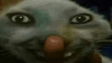 XDXDXD emote