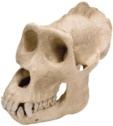fortniteplayerskull emote