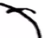 kiw emote