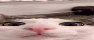 Shocked emote
