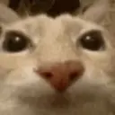 DosecatU emote