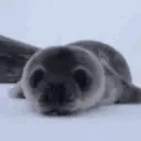 sealKiss emoji