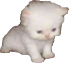 bert emote