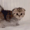 catArrive emote