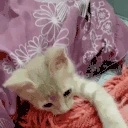 bedtime emote