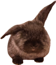 unimpressedloaf emote