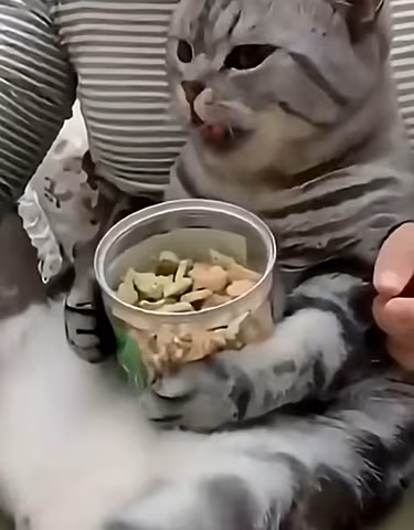 cat emote