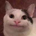 beluga emote