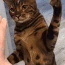 bate emote