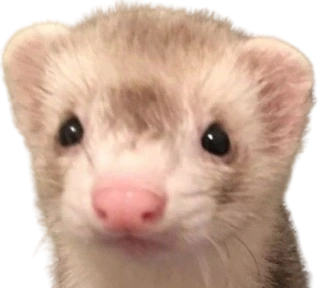 Ferret_stare emote