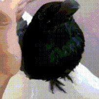 pettheraven emote