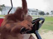 monkeDrive emote